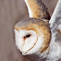 Barn Owl