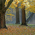 Fall 