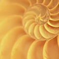 Nautilus close-up