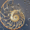 Nautilus Shell