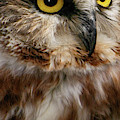 Saw-whet Owl
