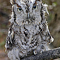 Screech Owl