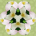 Trillium