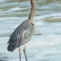 Blue Heron