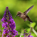 Baby Hummer