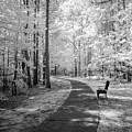 Path in the Woods