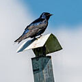 Purple Martin