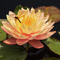 Waterlily